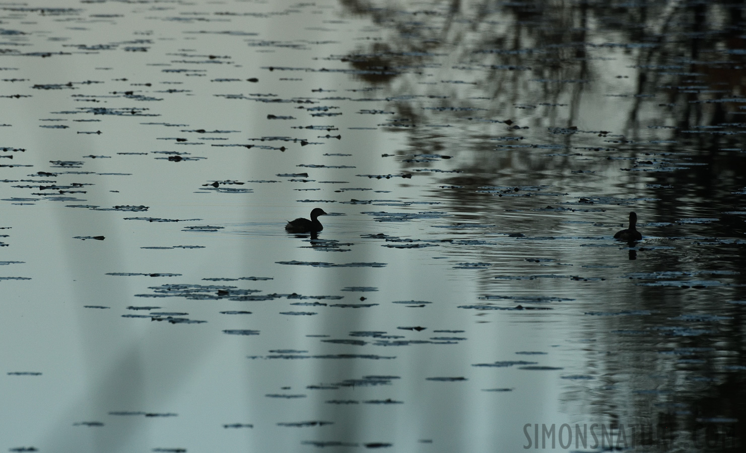 South Carolina [400 mm, 1/6400 Sek. bei f / 8.0, ISO 2500]